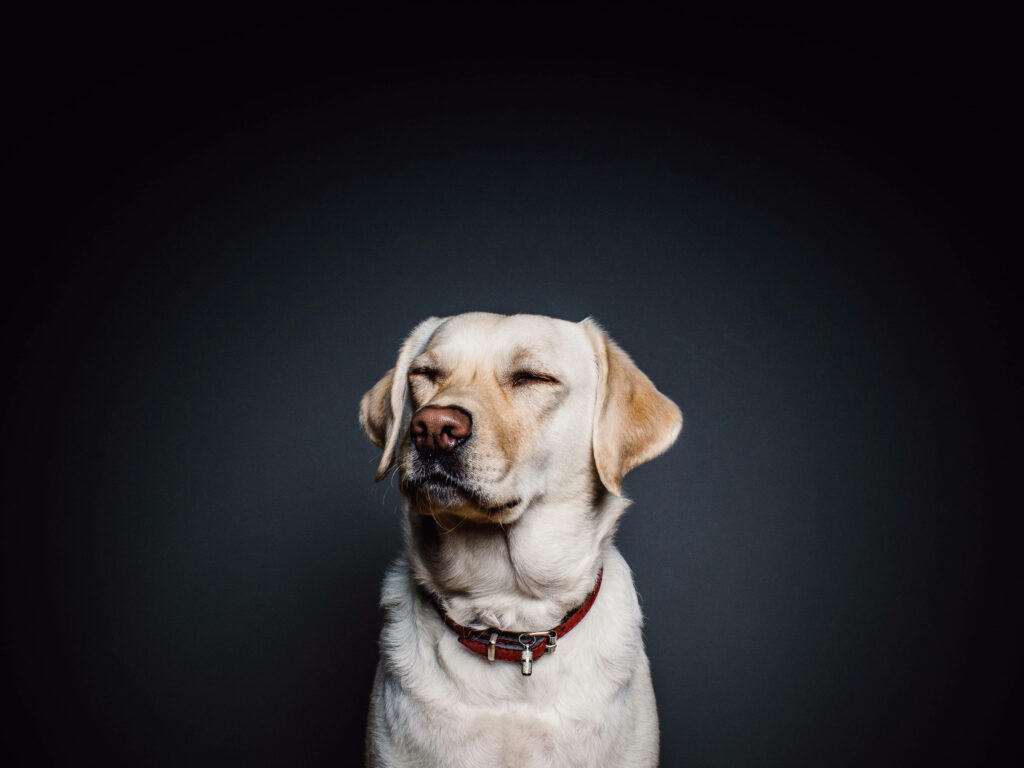 Charming Labrador Portrait: Calm & Gentle Wallpaper Background