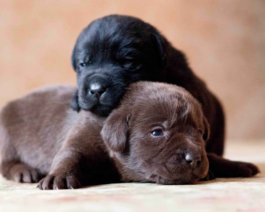 Adorable Labrador Puppies Snuggling - Heartwarming Wallpaper Background