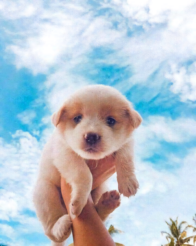 Joyful Labrador Puppy Wallpaper Against Bright Cloudy Sky