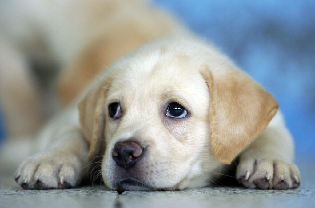 Adorable Labrador Puppy Close-Up Wallpaper - Soft Fur & Expressive Eyes