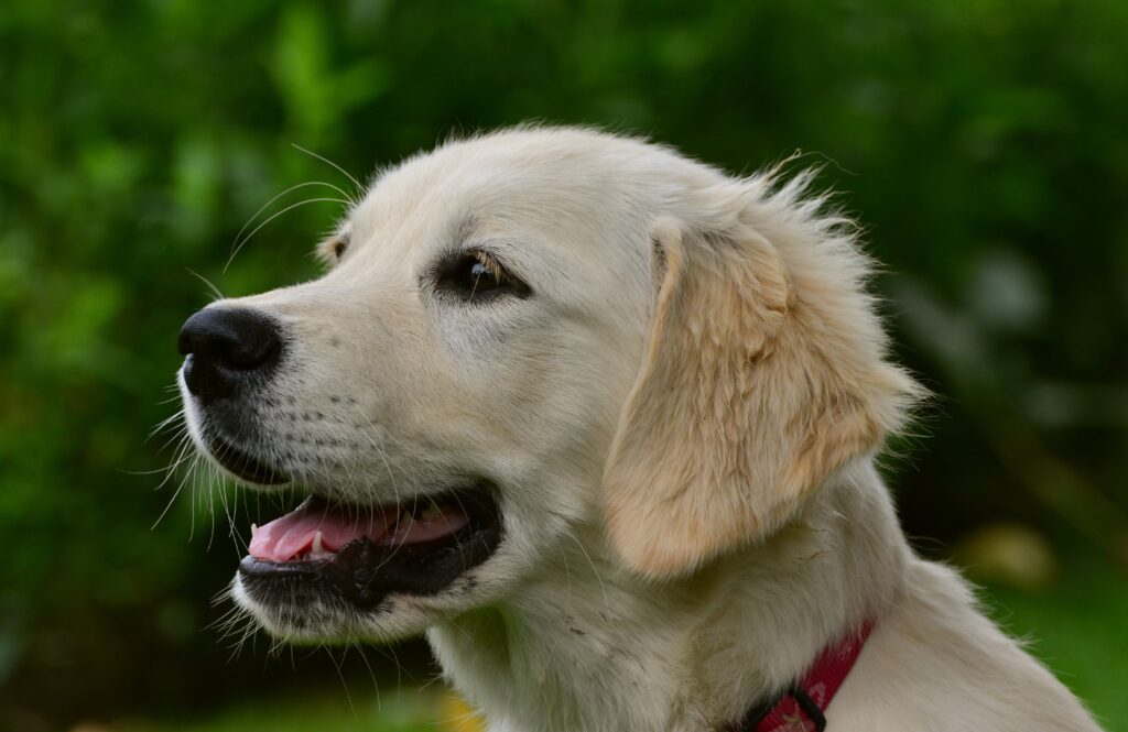 Adorable Labrador Puppy Wallpaper: Innocent Joy in Green Backdrop