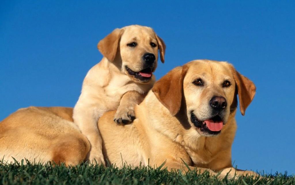 Heartwarming Labrador Duo Wallpaper: Love in a Grassy Field
