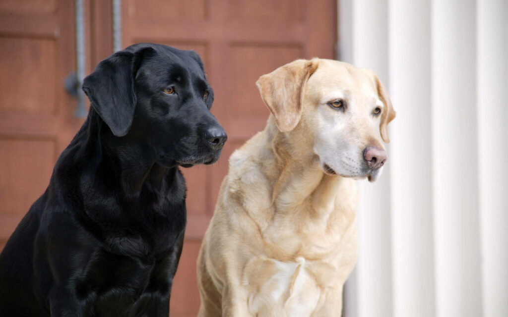 Heartwarming Labrador Retrievers Wallpaper: Black & Yellow Duo