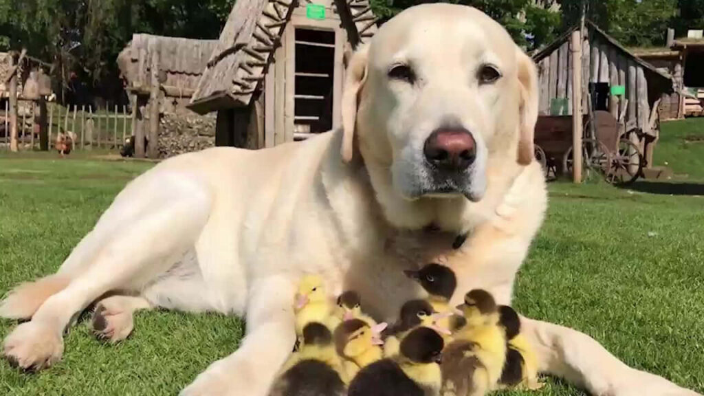Labrador and Ducklings on Tranquil Green Lawn Wallpaper