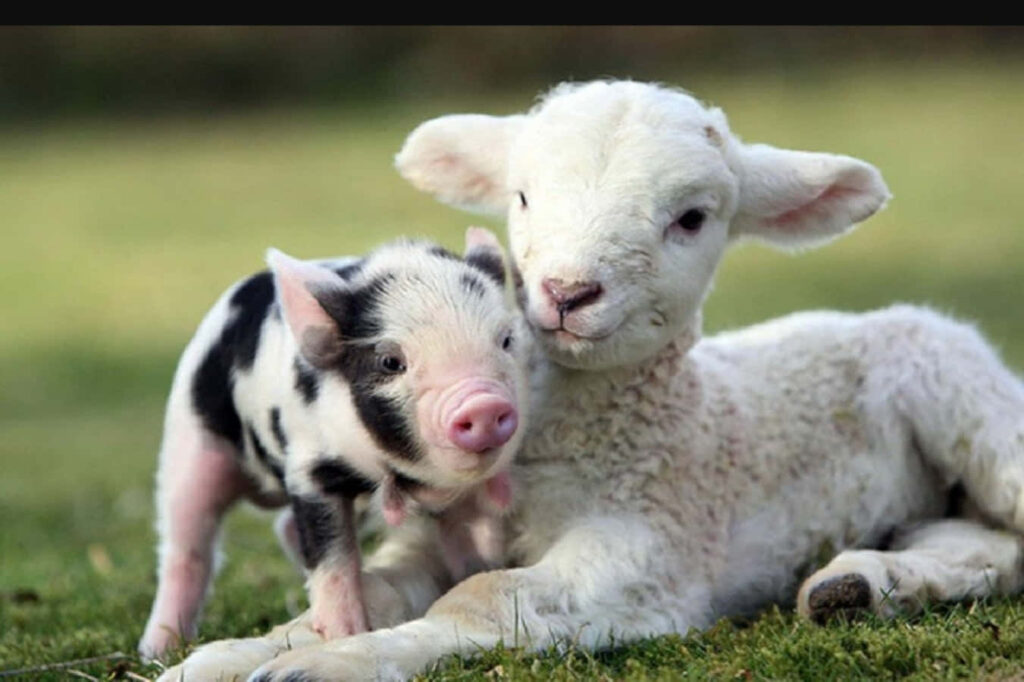 Lamb and Piglet Cuddle: Serene Animal Friendship Wallpaper