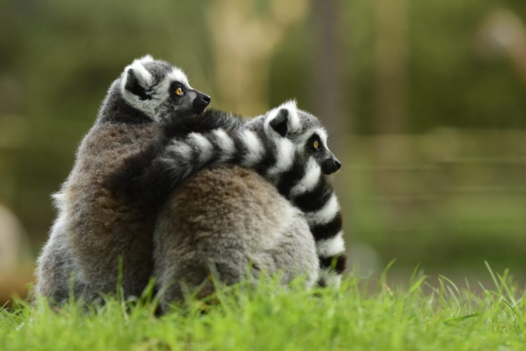 Lemurs Embracing in Lush Green: Heartwarming Wildlife Wallpaper