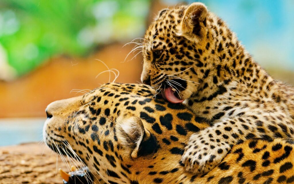 Playful Leopard Cub Licking Parent: Tender Wildlife Moment in Color Wallpaper