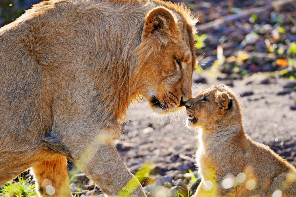 Heartwarming Lion and Cub Wallpaper: Care and Affection in Nature