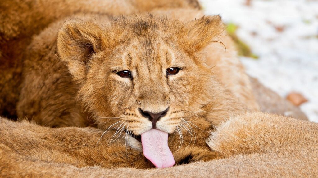 Adorable Lion Cub Playfully Sticking Out Tongue - Warm Wallpaper