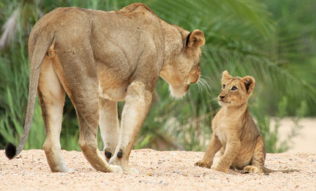 Heartwarming Lion Cub Gazes at Adult Lioness in Lush Greenery Wallpaper