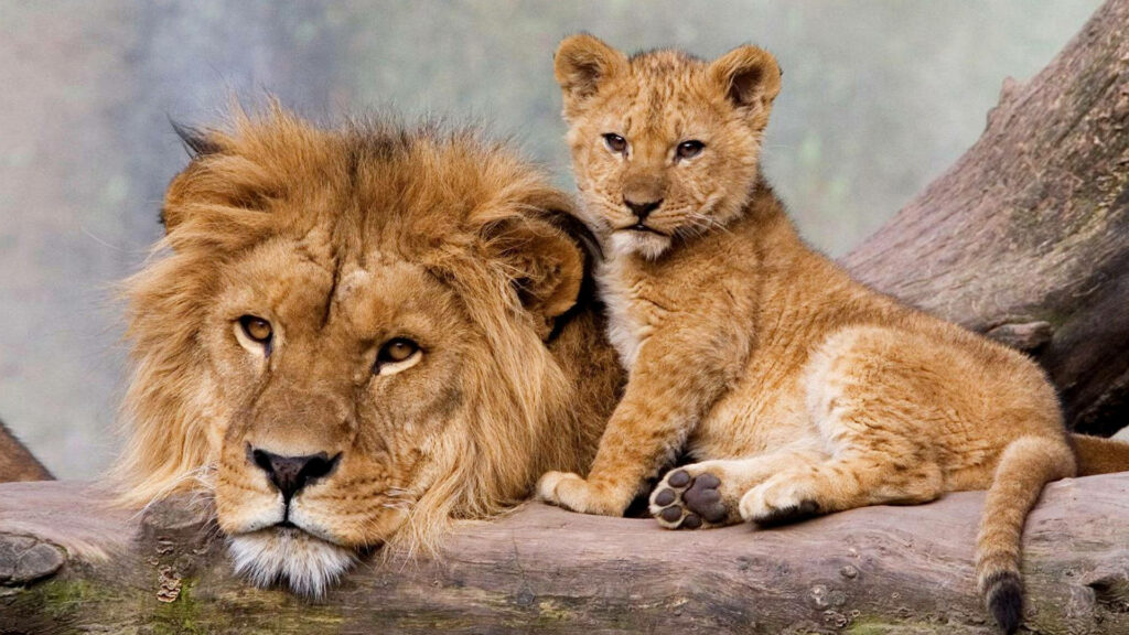 Peaceful Male Lion and Playful Cub - Heartwarming Wildlife Wallpaper