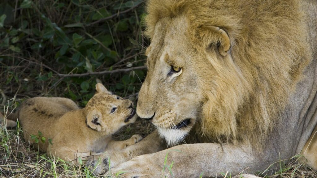 Heartwarming Lion and Cub Affection in Serene Natural Wallpaper