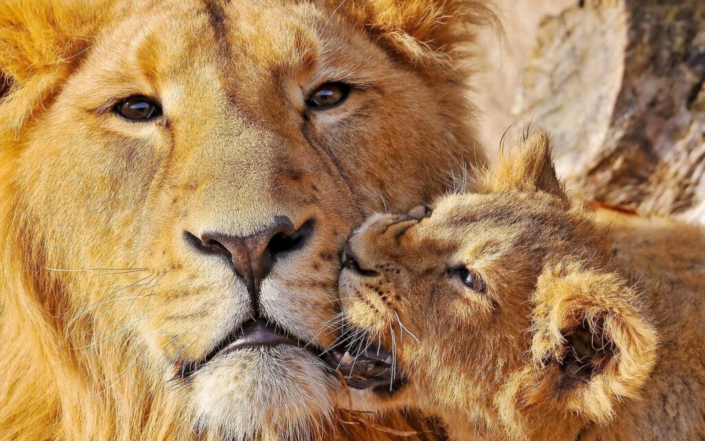 Heartwarming Lion and Cub Wallpaper: Tender Moments Captured