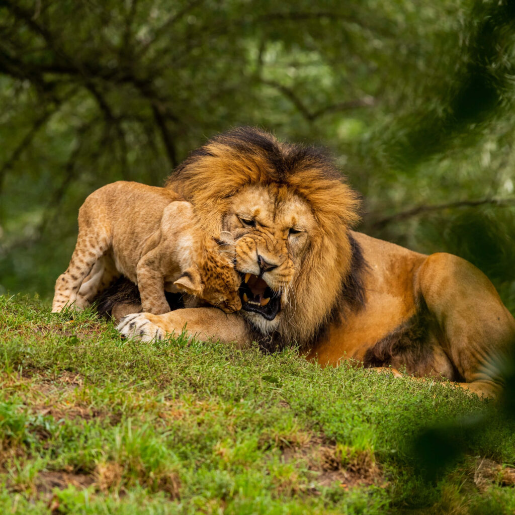 Heartwarming Lion and Cub Wallpaper in Lush Green Setting