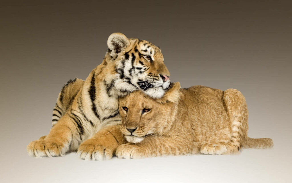Cuddling Lion Cub and Tiger Cub Wallpaper - Friendship in Nature