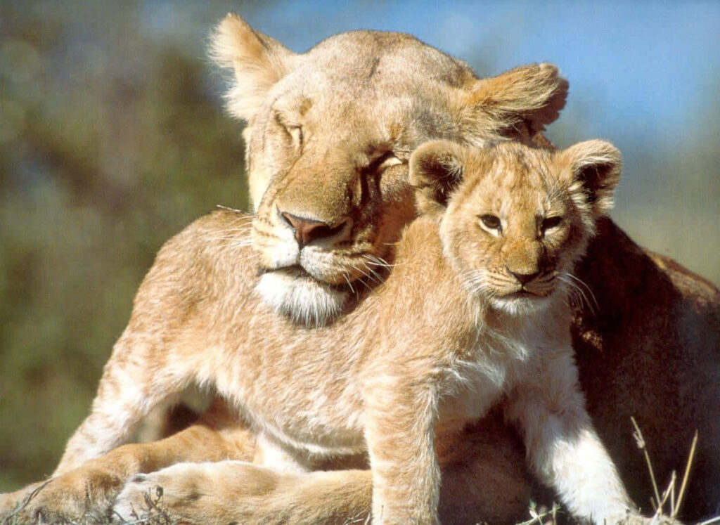 Lioness Embracing Cub: Heartwarming Savanna Wallpaper Background