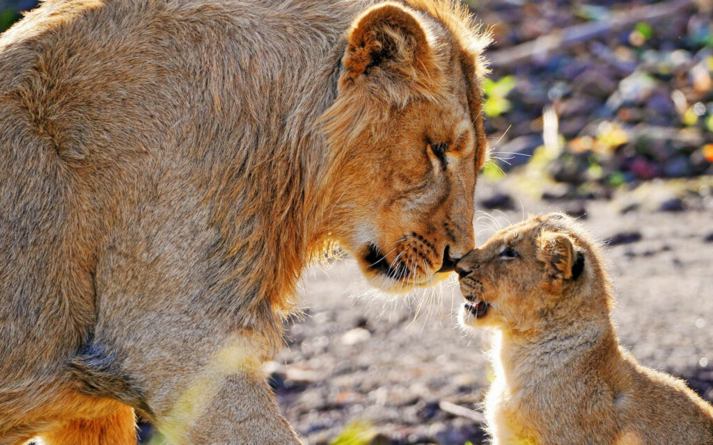 Tender Lioness and Cub: Heartwarming Nature Wallpaper Background