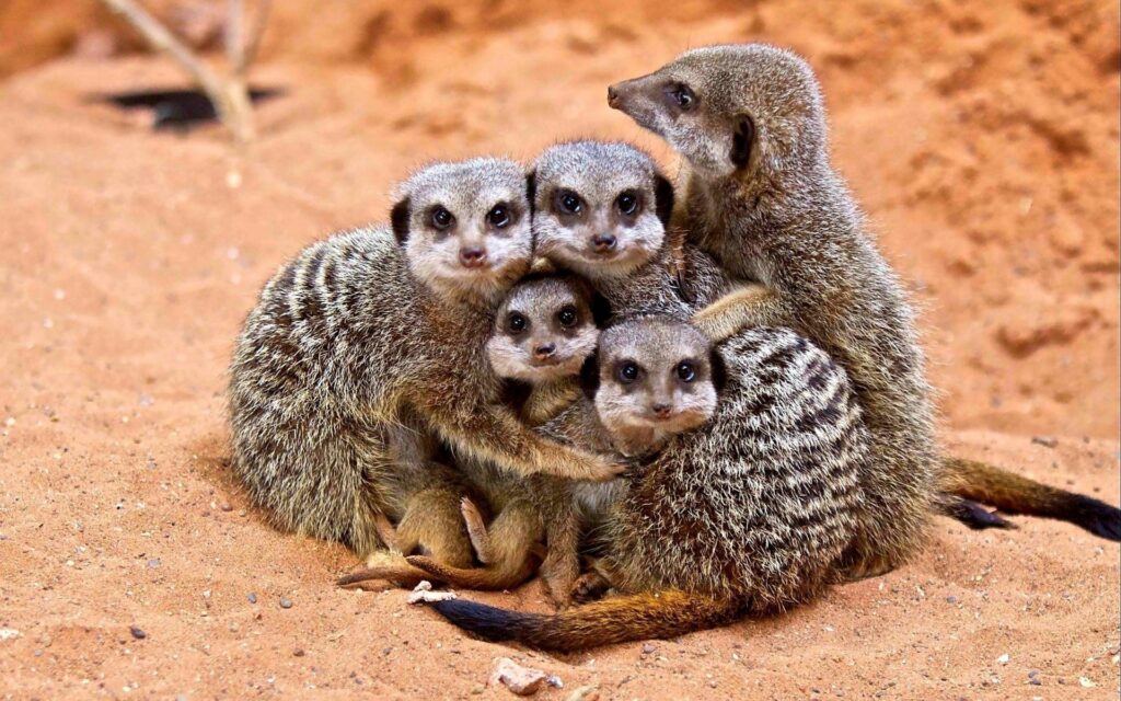 Heartwarming Meerkat Family Scene on Sandy Terrain - Unity & Love Wallpaper