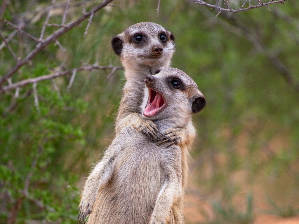 Charming Meerkats Hugging in Wild Greenery - Heartwarming Wallpaper