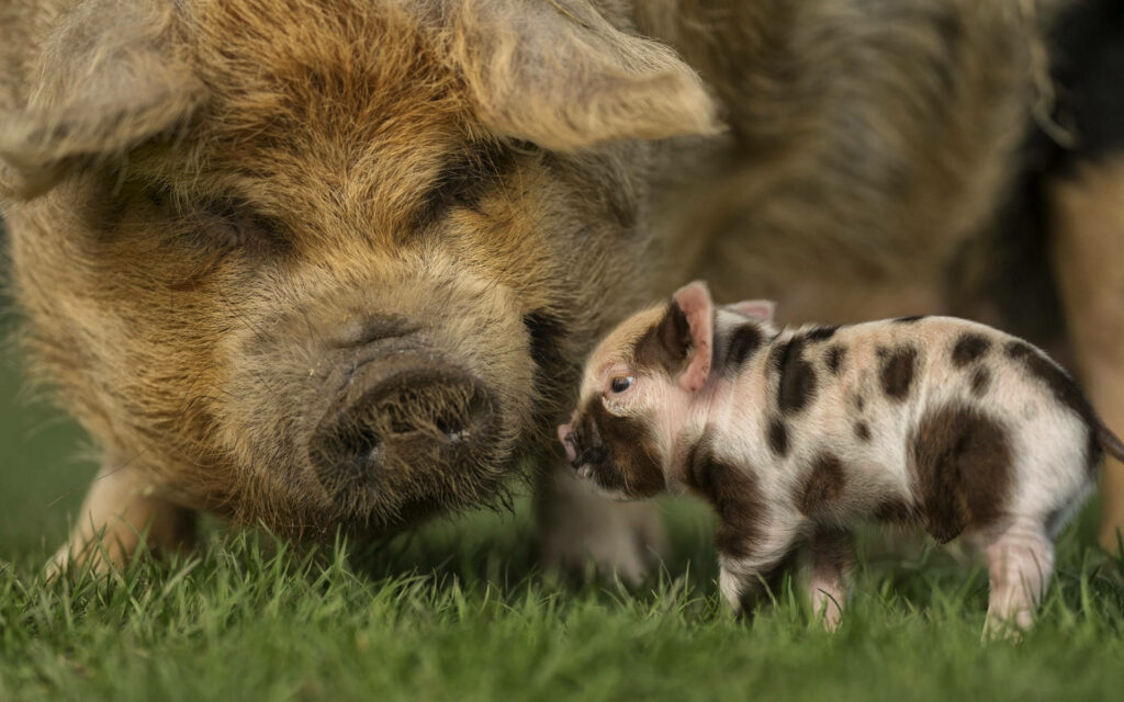Heartwarming Piglet and Adult Pig Wallpaper in Green Farm Field