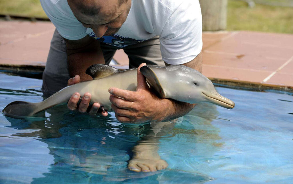 Heartwarming Moment: Man Holds Baby Dolphin in Pool Wallpaper