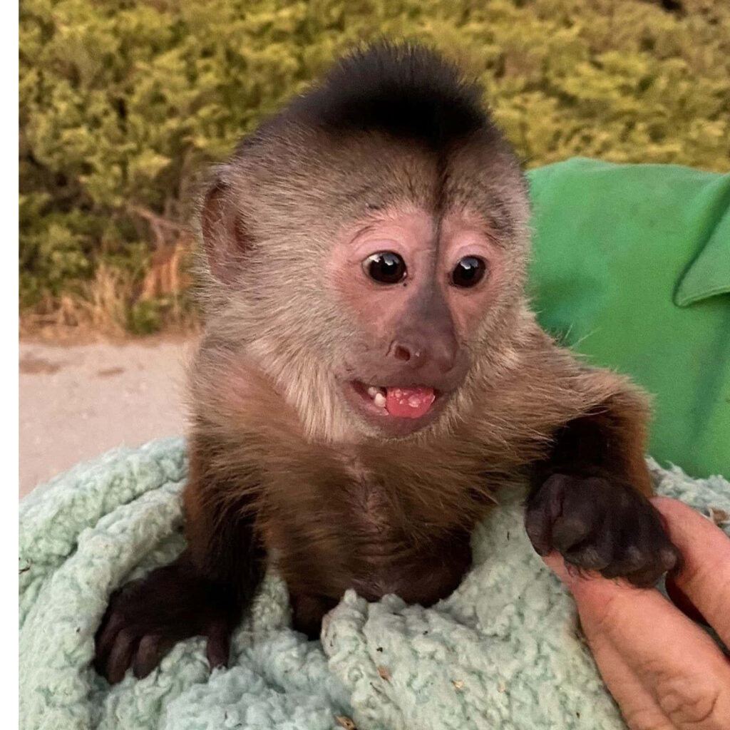 Heartwarming: Small Monkey Cradled in Lush Greenery with Curious Eyes Wallpaper