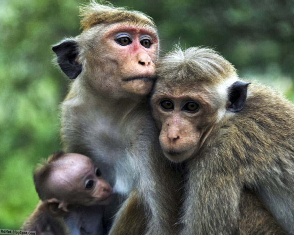 Heartwarming Monkey Family Wallpaper: Love & Togetherness