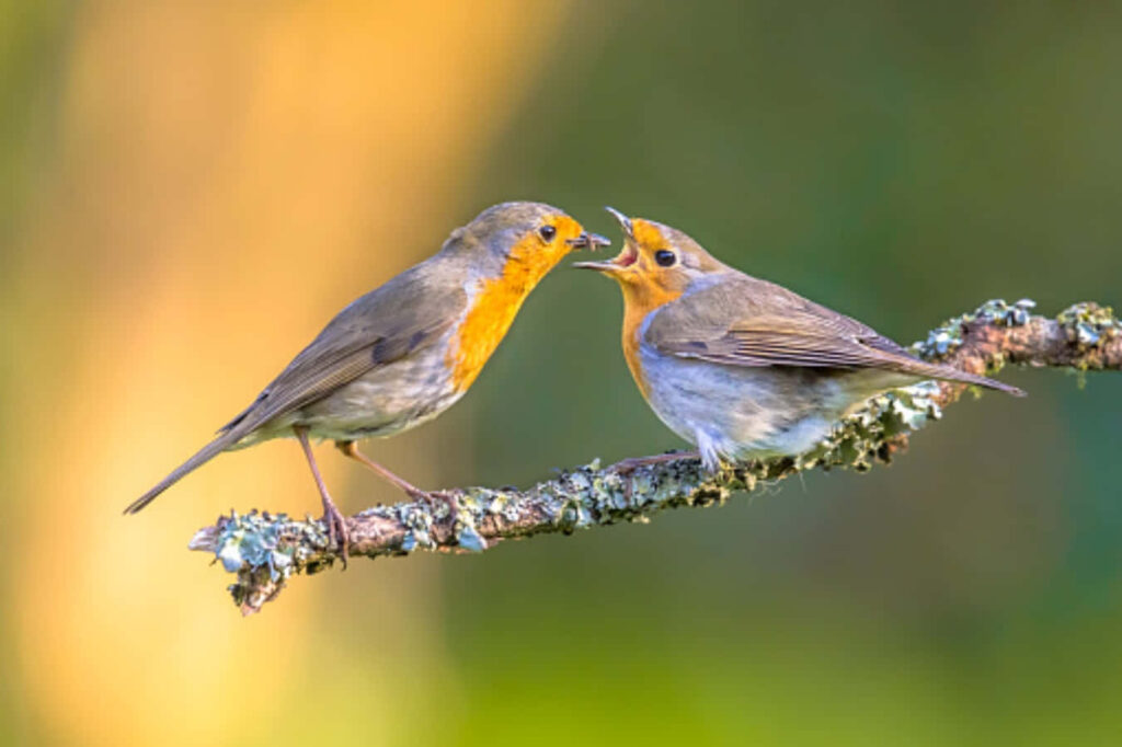 Mother Bird Feeding Chick on Lichen-Covered Branch - Soft Green Background Wallpaper
