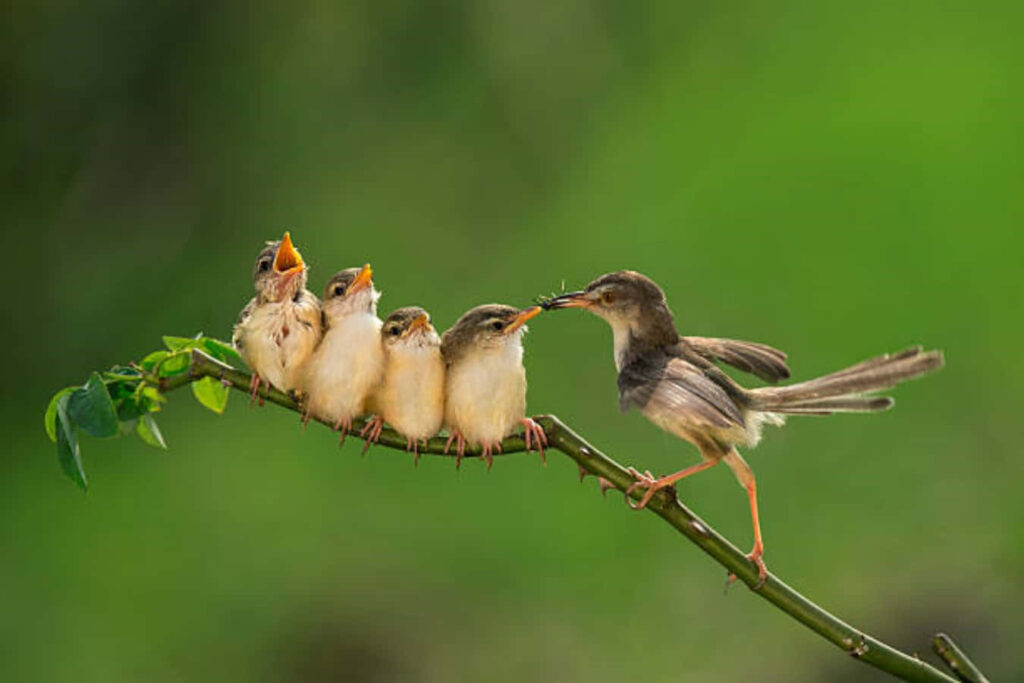 Mother Bird Feeding Chicks: A Tender Moment in Nature Wallpaper
