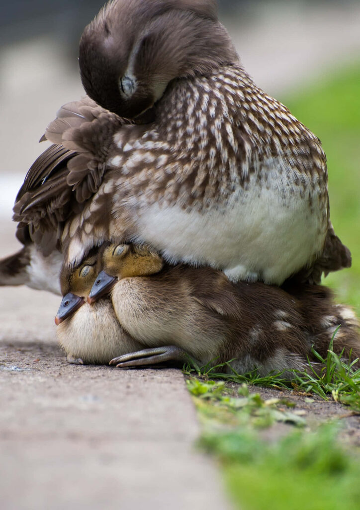 Mother Bird Cuddles Fluffy Ducklings: Heartwarming Wallpaper