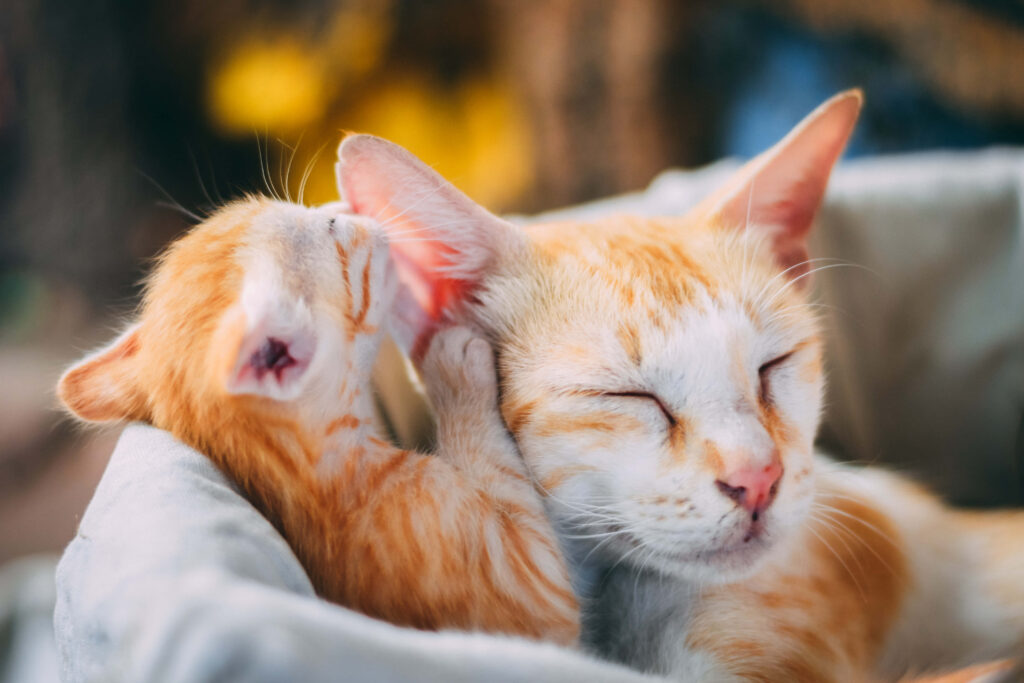 Heartwarming Cat Wallpaper: Adorable Mother and Playful Kitten