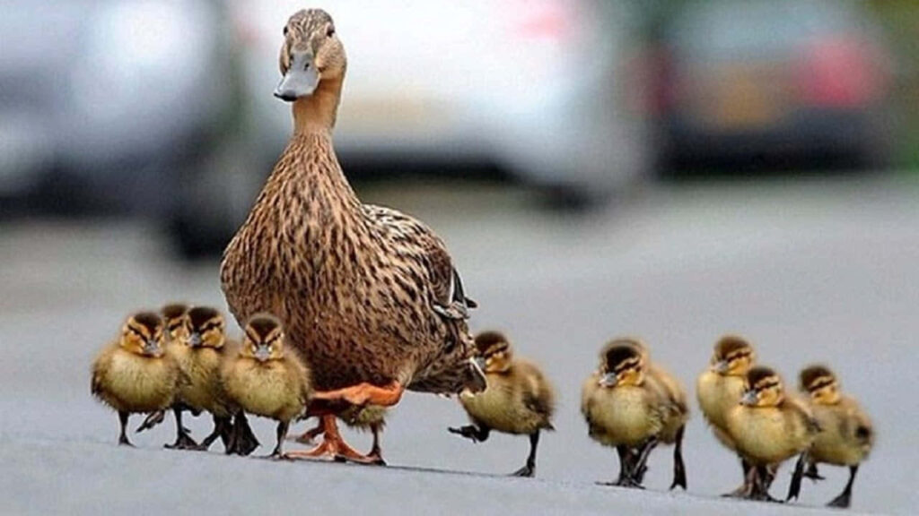 Mother Duck and Adorable Ducklings Cross Street: Nature's Heartwarming Scene Wallpaper
