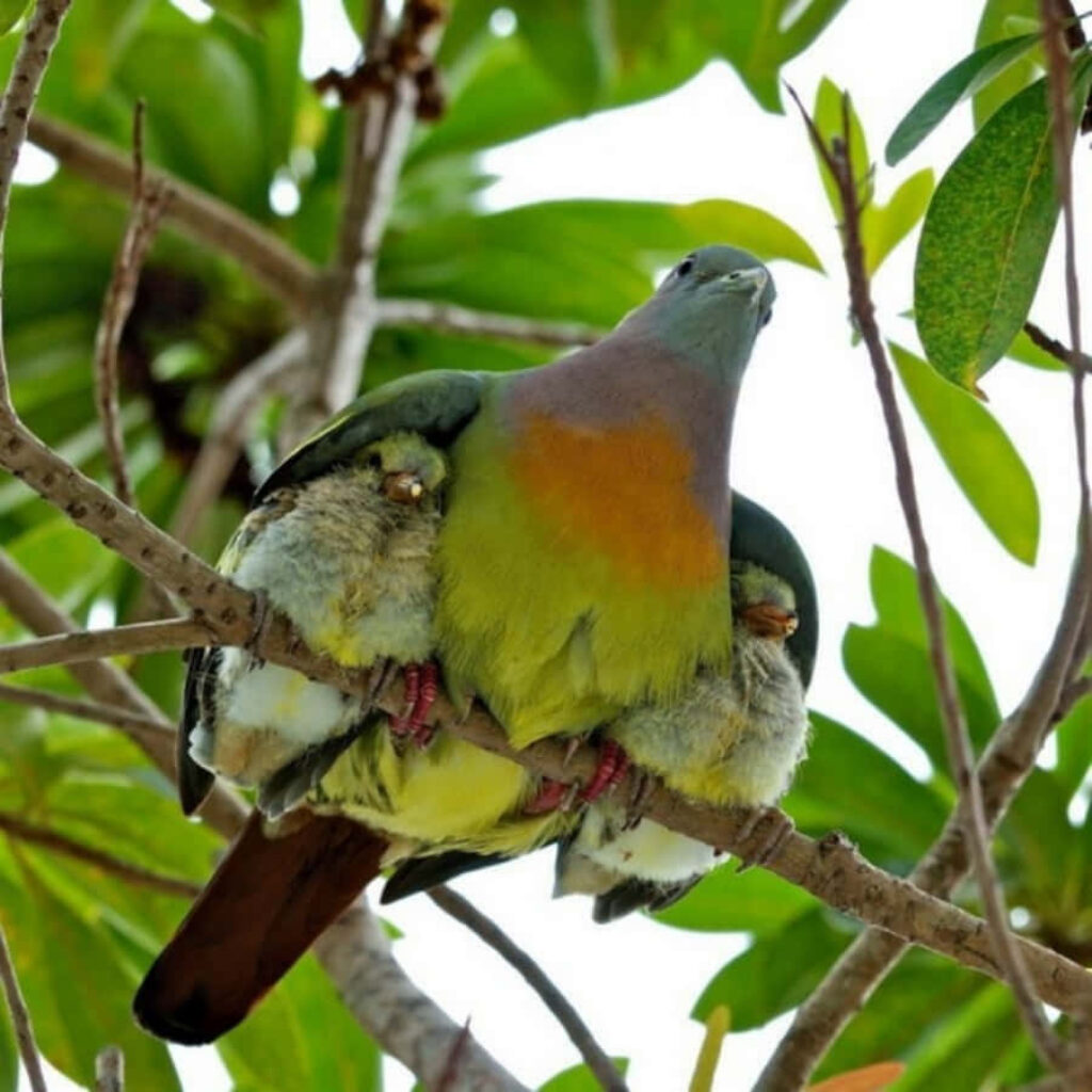 Mother Pigeon Sheltering Fluffy Chicks Amidst Lush Green Leaves Wallpaper