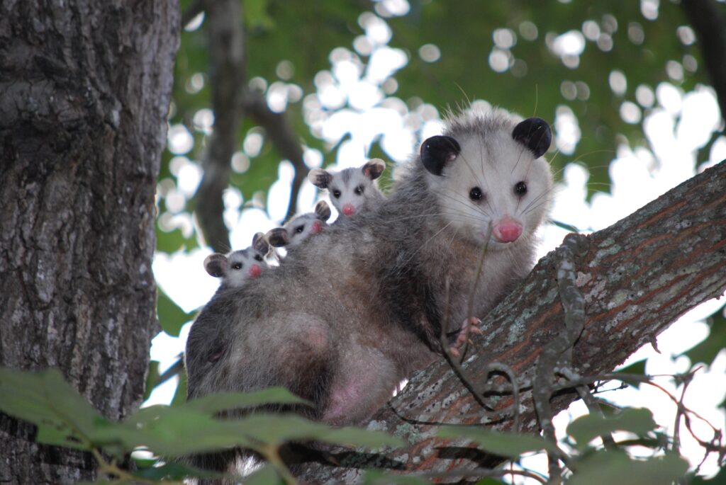 Heartwarming Mother Possum with Cubs - Wildlife Wallpaper Background