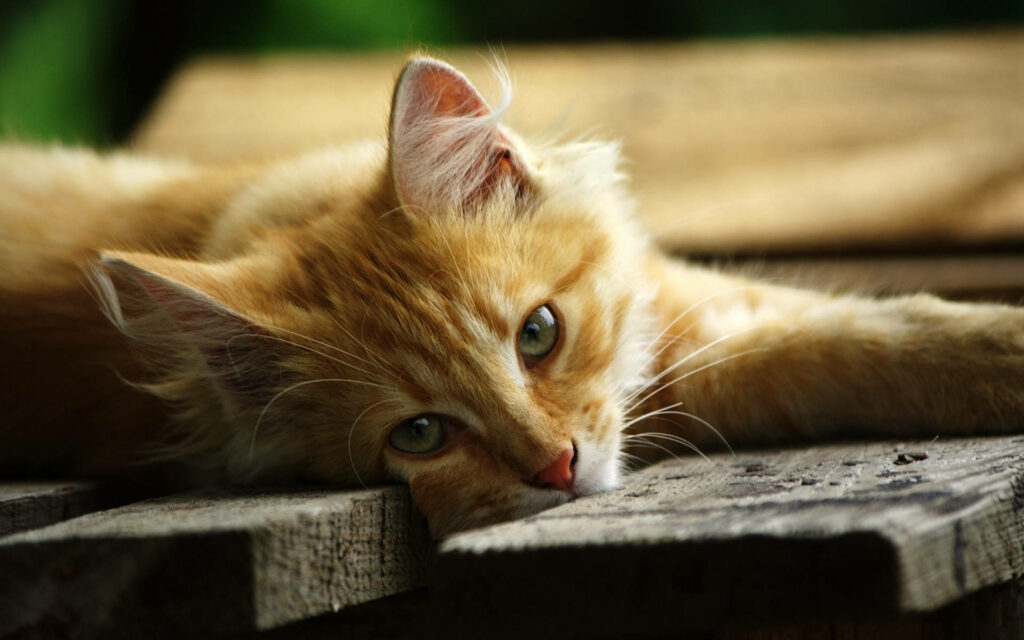 Cozy Orange Kitten Wallpaper: Fluffy Fur & Enchanting Green Eyes