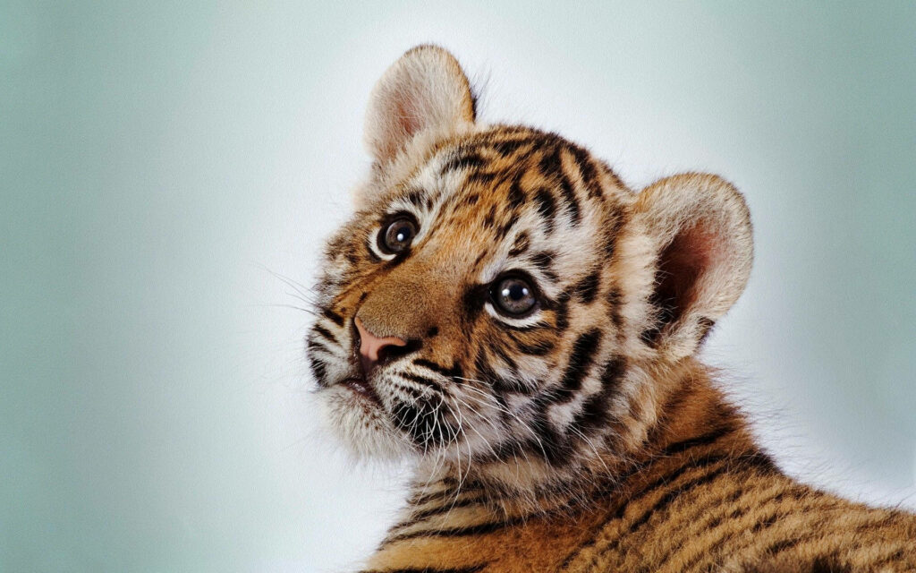 Cute Orange Tiger Cub Wallpaper: Adorable Eyes & Soft Background