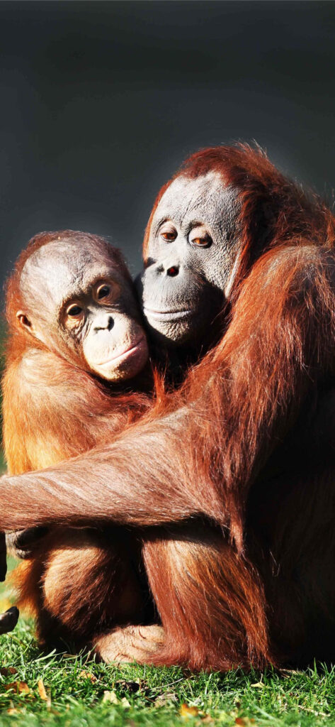 Heartwarming Orangutans Hugging in Serene Background Wallpaper