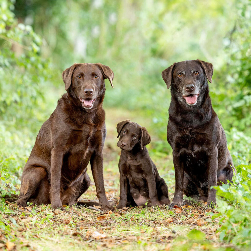 Charming Outdoor Scene: Three Chocolate Labradors on Leafy Pathway Wallpaper
