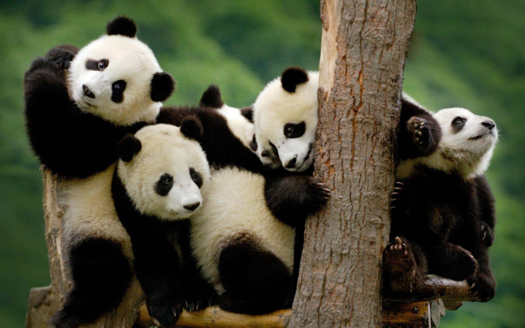 Adorable Panda Family Laptop Wallpaper in Lush Greenery