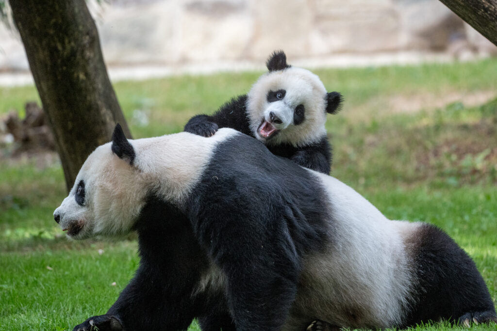 Playful Panda Cub and Larger Panda in Lush Green Background Wallpaper
