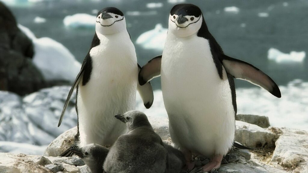 Heartwarming Penguin Family Wallpaper - 1920x1080 Snowy Scene