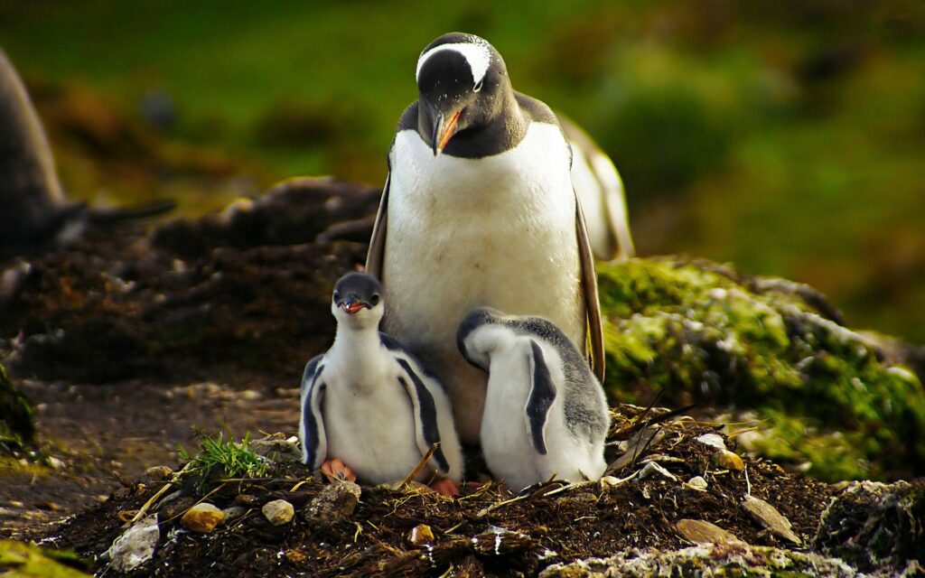 Protective Penguin with Chicks on Soft Green Background Wallpaper