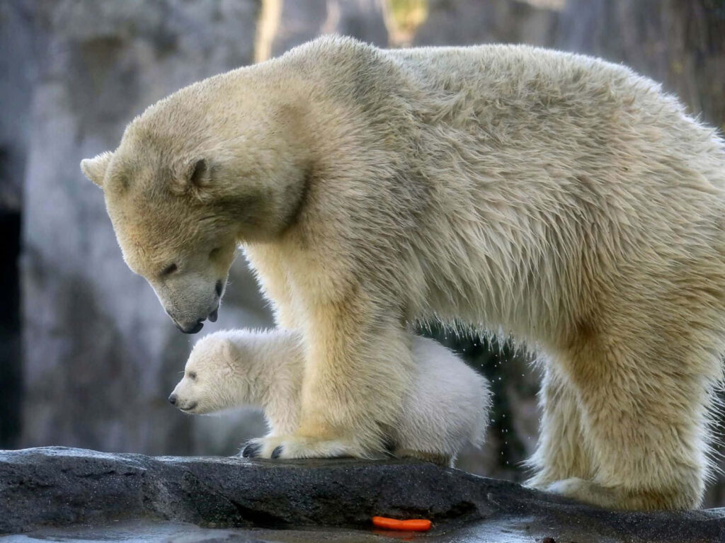 Mother Polar Bear and Cub: Heartwarming Wallpaper Scene