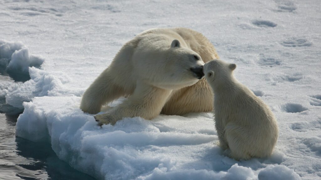 Polar Bear and Cub: Heartwarming Winter Family Moment Wallpaper