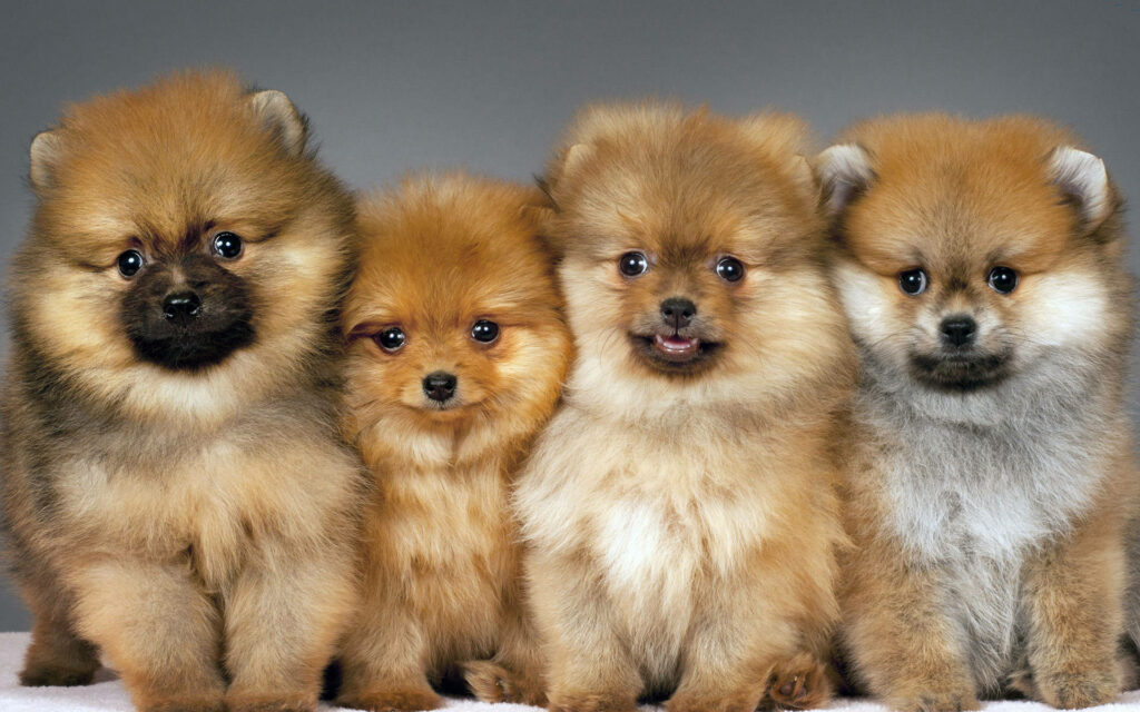Adorable Pomeranian Puppies Wallpaper: Fluffy & Heartwarming Background