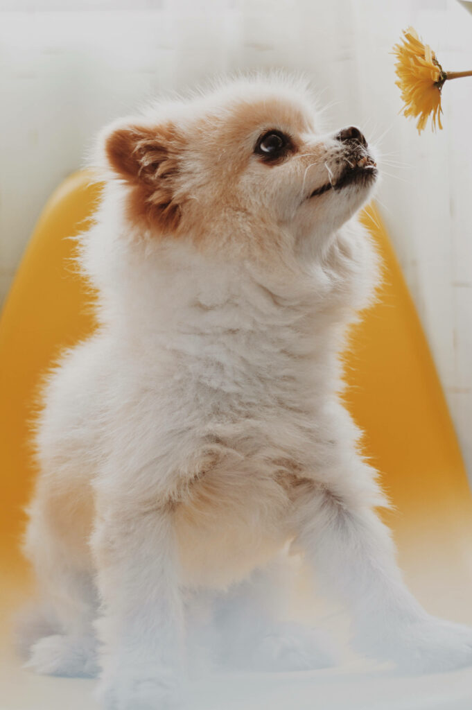 Cheerful Fluffy Pomeranian Puppy with Yellow Flower Wallpaper