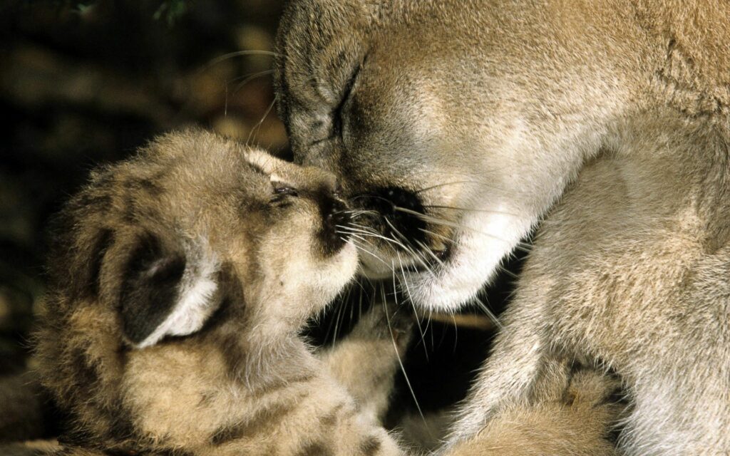 Heartwarming Puma and Cub Bond Wallpaper - Tender Animal Love