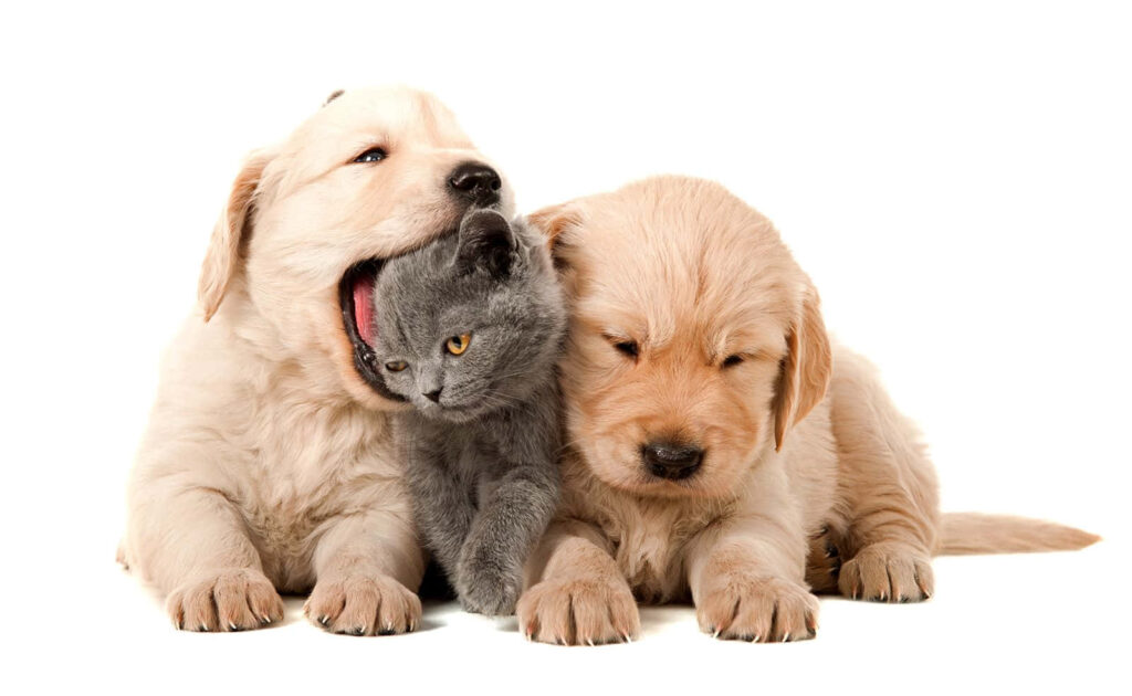 Adorable Trio: Golden Retriever Puppies Cuddle Gray Kitten in Cozy Scene Wallpaper