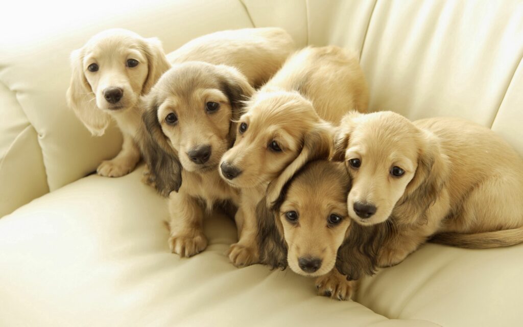 Adorable Puppies Snuggling on Cream Sofa - Heartwarming Wallpaper