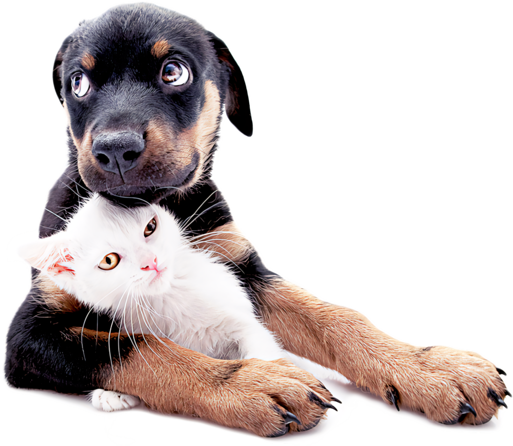 Puppy and Kitten Cuddling Wallpaper: Heartwarming Animal Bond